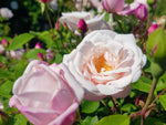 Ayrshire Queen - Kriechrose Kletterrose Rambler