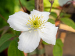 Elten - Clematis montana - Waldrebe