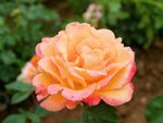 Strike it Rich - Strauchrose