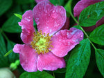 Majalis - Zimtrose Wildrose Strauchrose
