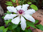 James Mason - Clematis patens - Waldrebe