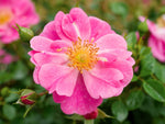 Bienenweide Rosa - Bodendeckerrose