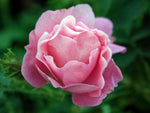 Villosa Duplex - Apfelrose Wildrose Strauchrose