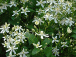 Clematis mandshurica - Waldrebe