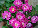 Taunusblümchen - Kletterrose Rambler