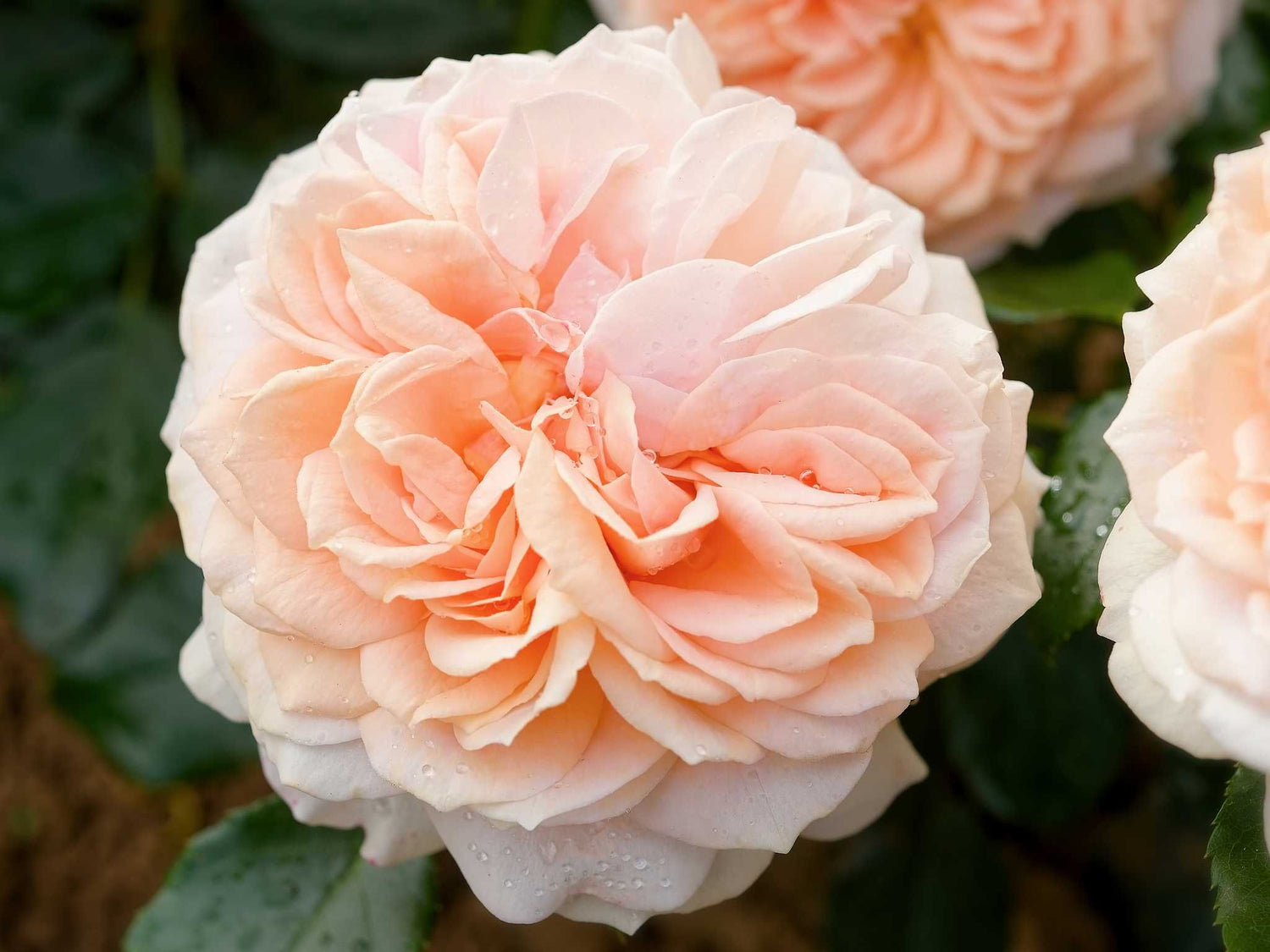 Garden of Roses - Beetrose