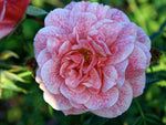 Camelot - Kletterrose Climber