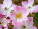 Ballerina - Moschusrose Strauchrose