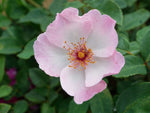 Sourire d´Isabelle - Moschusrose Strauchrose