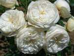 Artemis - Strauchrose