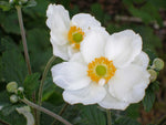 Japananemone 'Honorine Jobert'