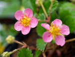 Walderdbeere rosablühend