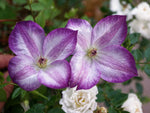 Pernille - Clematis viticella - Ital. Waldrebe