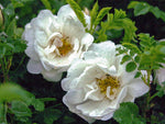 Double White - Bibernellrose Wildrose Strauchrose