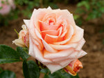 Circle of Life - Strauchrose