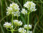 Weiße Spornblume