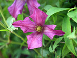 Clematis viticella - Italienische Waldrebe