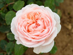 Märchenzauber - Edelrose