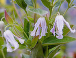 Alba - Clematis integrifolia - Waldrebe
