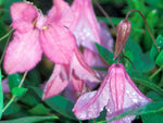 Aljounushka - Clematis diversifolia - Waldrebe