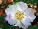 Sancta - Wildrose Rambler
