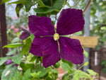 Romantika - Clematis jackmanii - Waldrebe