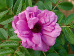 Wild Mauve Rugosa - Kartoffelrose Strauchrose