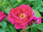 Noella Nabonnand - Kletterrose Climber