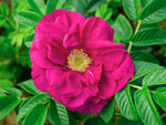 Wild Butterfly Rugosa - Kartoffelrose Strauchrose