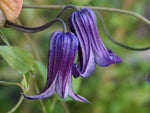 Roguchi - Clematis diversifolia - Waldrebe