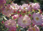 Apple Blossom - Kletterrose Rambler