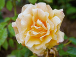 Postillion - Strauchrose