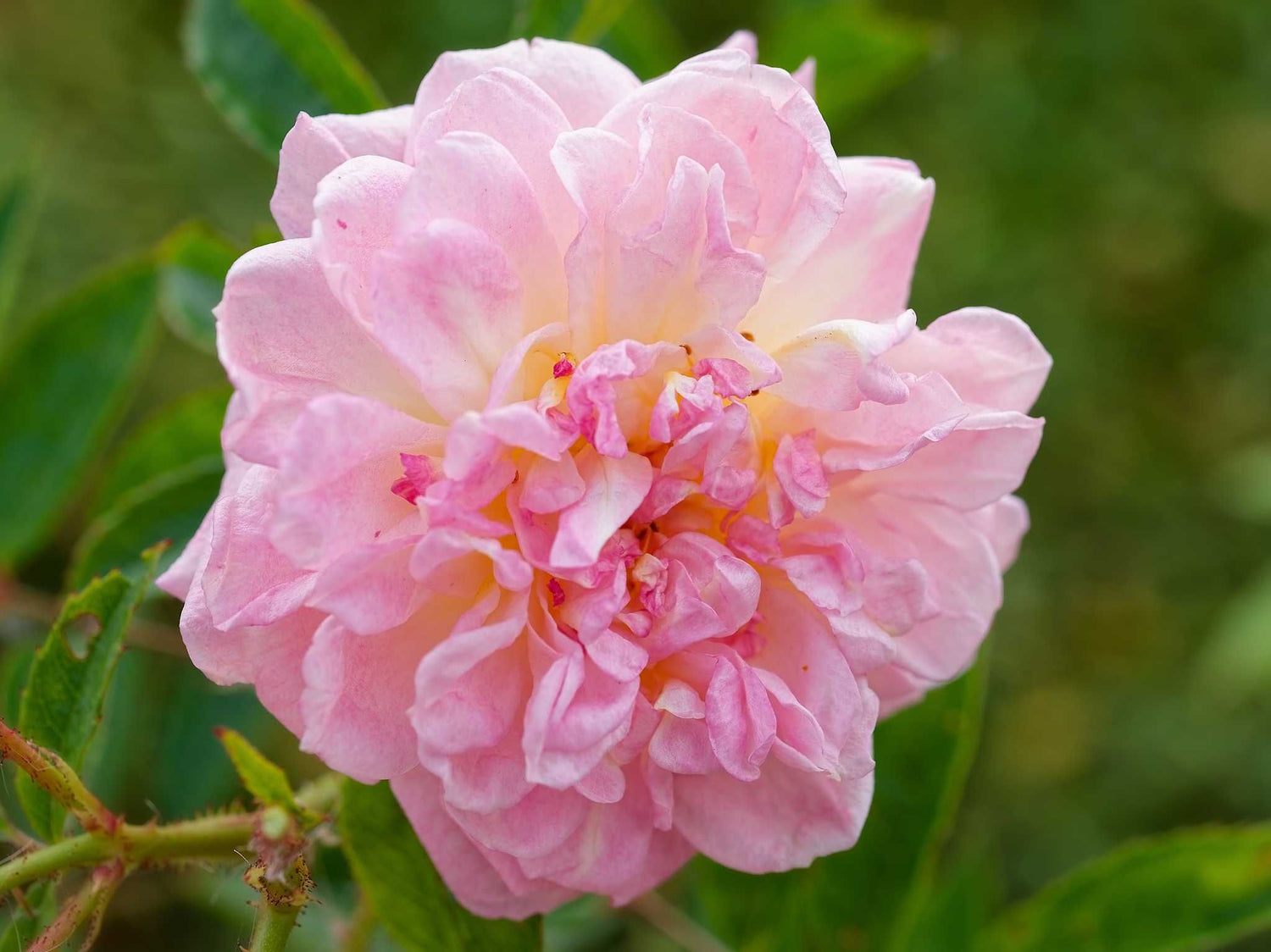 Ghislaine Feuerwerk - Kletterrose Rambler