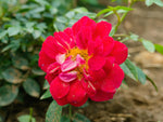 Bienenweide Hellrot - Bodendeckerrose
