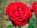 Tiamo - Edelrose