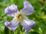 Hanna - Clematis viticella - Ital. Waldrebe