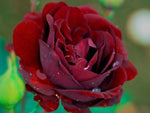 Nigrette - Edelrose