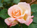 Oh Happy Day - Edelrose