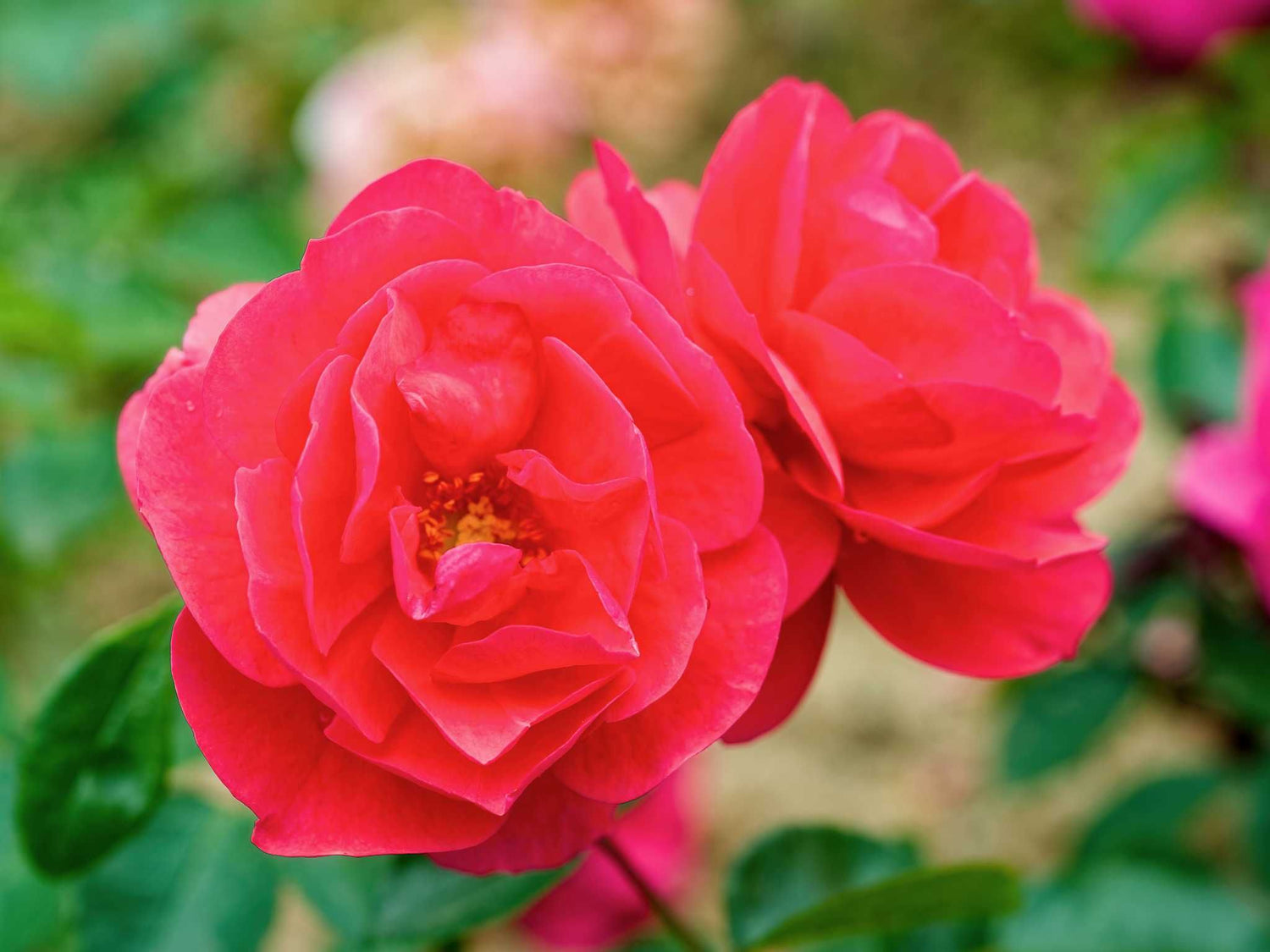 Folle Framboise - Beetrose