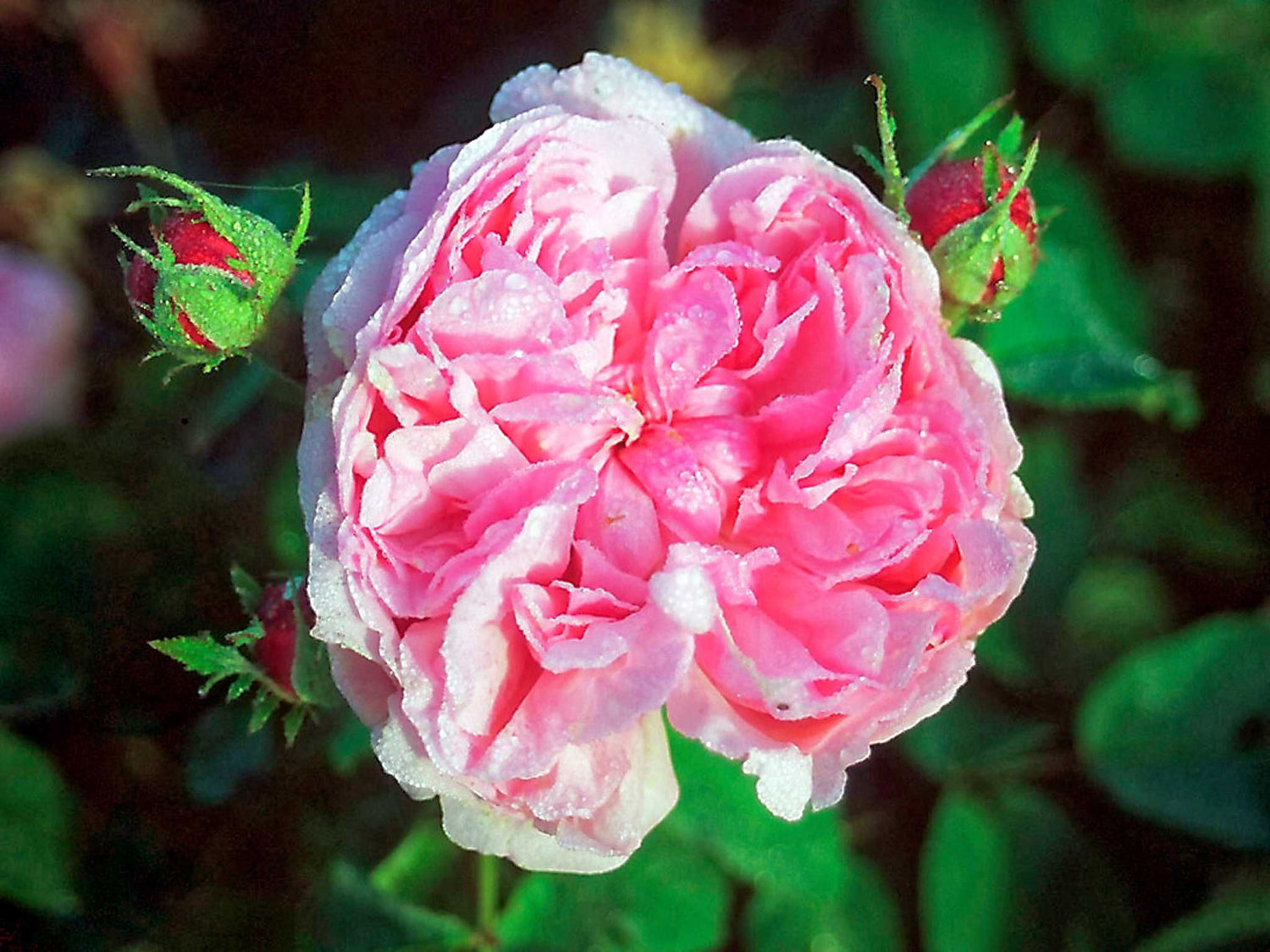 Sidonie - Remontantrose Strauchrose