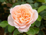 Matthias Claudius - Strauchrose