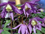 Clematis alpina - Alpenwaldrebe