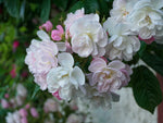 Brenda Colvin - Kletterrose Rambler