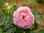 Divina - Kletterrose Climber