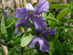 Betty Corning -Clematis viticella - Ital. Waldrebe