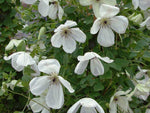 Maria Cornelia - Clematis viticella - Waldrebe