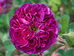 Charles de Mills - Gallicarose Strauchrose