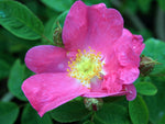 Gallicarose Essigrose - Wildrose Strauchrose