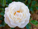 White Gold - Stauchrose
