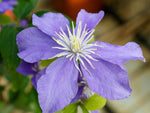 Justa - Clematis patens - Waldrebe